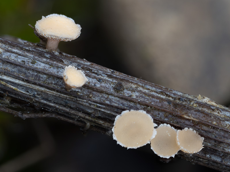 Cyathicula culmicola